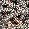 Silver/Gold